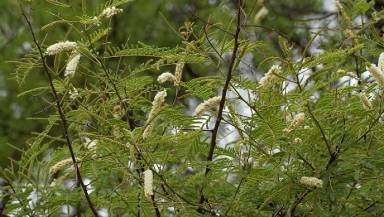 Cây Keo cao. Acacia catechu (L.f.) Willd - Cây Thuốc Nam Quanh Ta